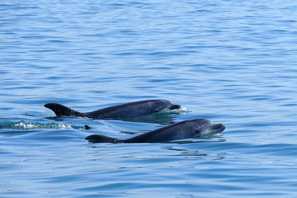 Des dauphins sauvages fendant la surface de l'estuaire du Sado, près de Lisbonne