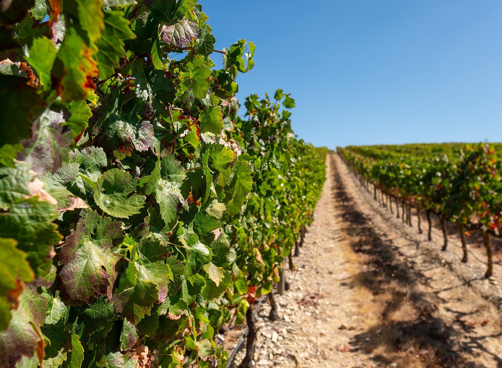 Rangs de vigne près d'Estremoz, dans l'Alentejo