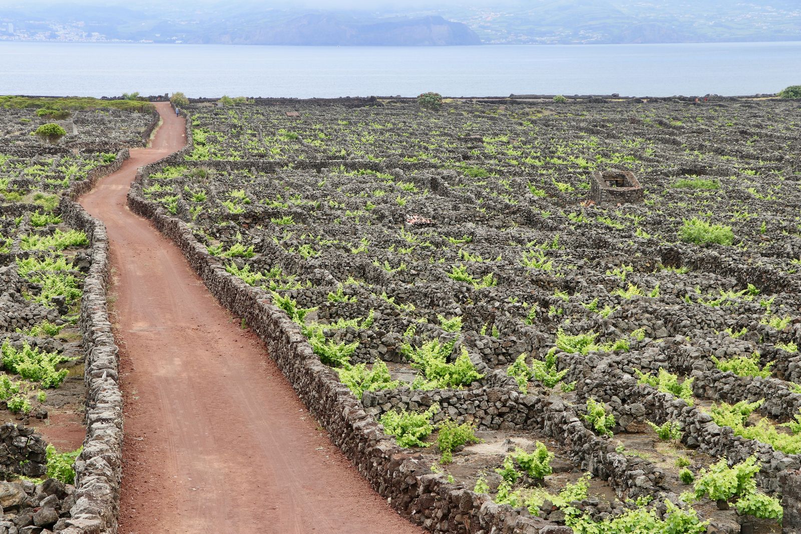 Les murets de pierre de lave des vignobles du Pico, classés à l'UNESCO, descendant vers la mer, avec Faial à l'horizon