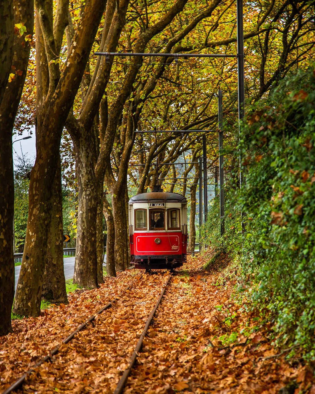 The historic red Sintra tram running through a tree-lined avenue in autumn